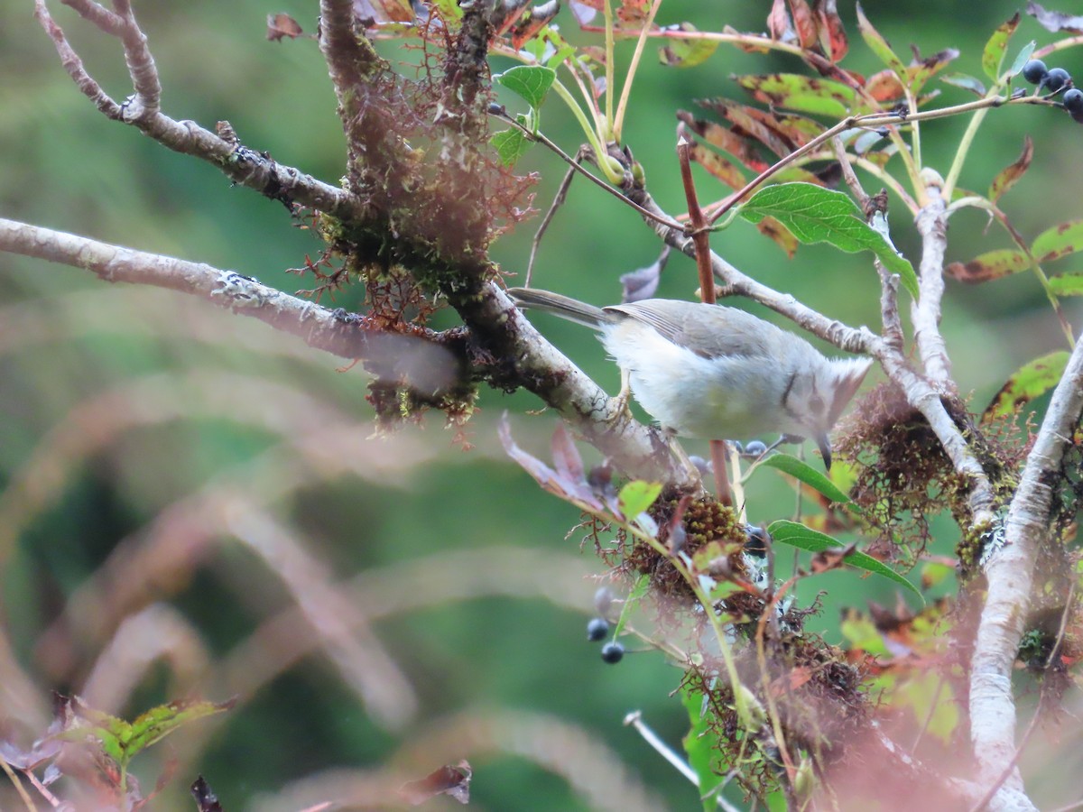 Taiwan Yuhina - ML642155460