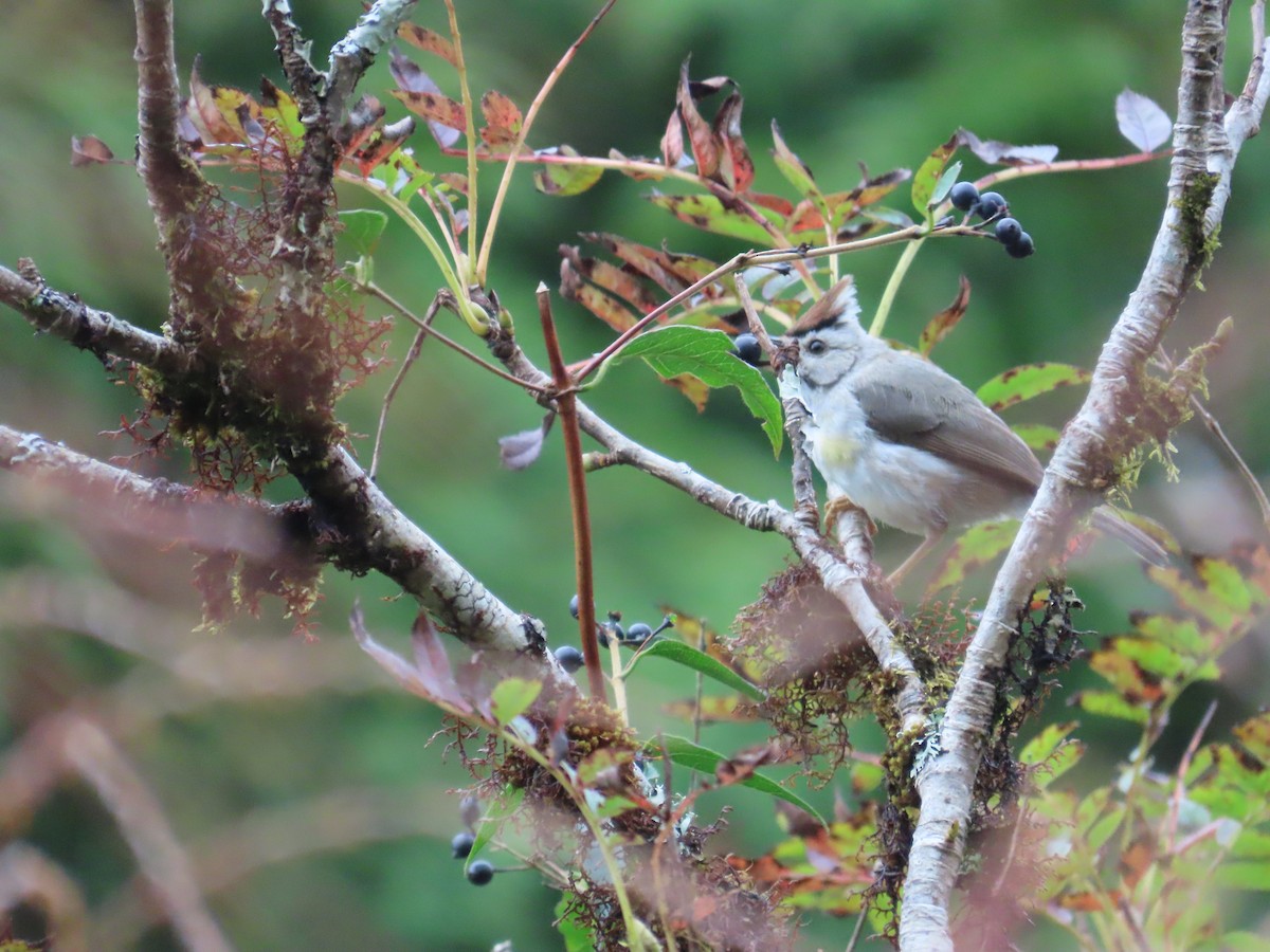Taiwan Yuhina - ML642155461