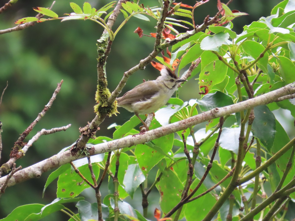 Taiwan Yuhina - ML642155510