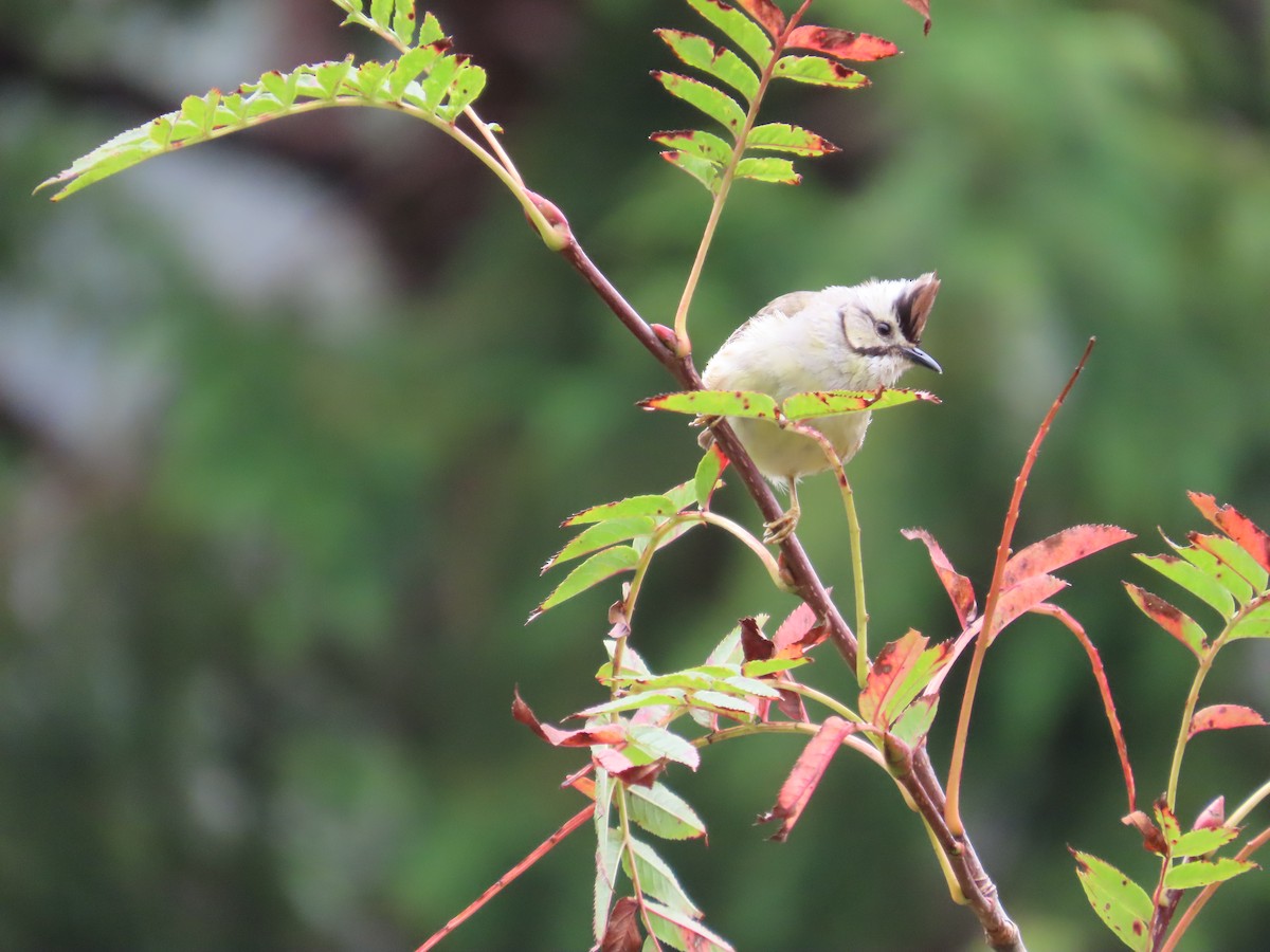 Taiwan Yuhina - ML642155518