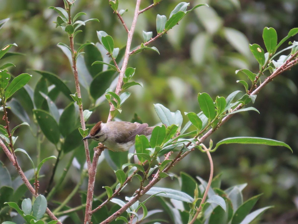 Taiwan Yuhina - ML642155519