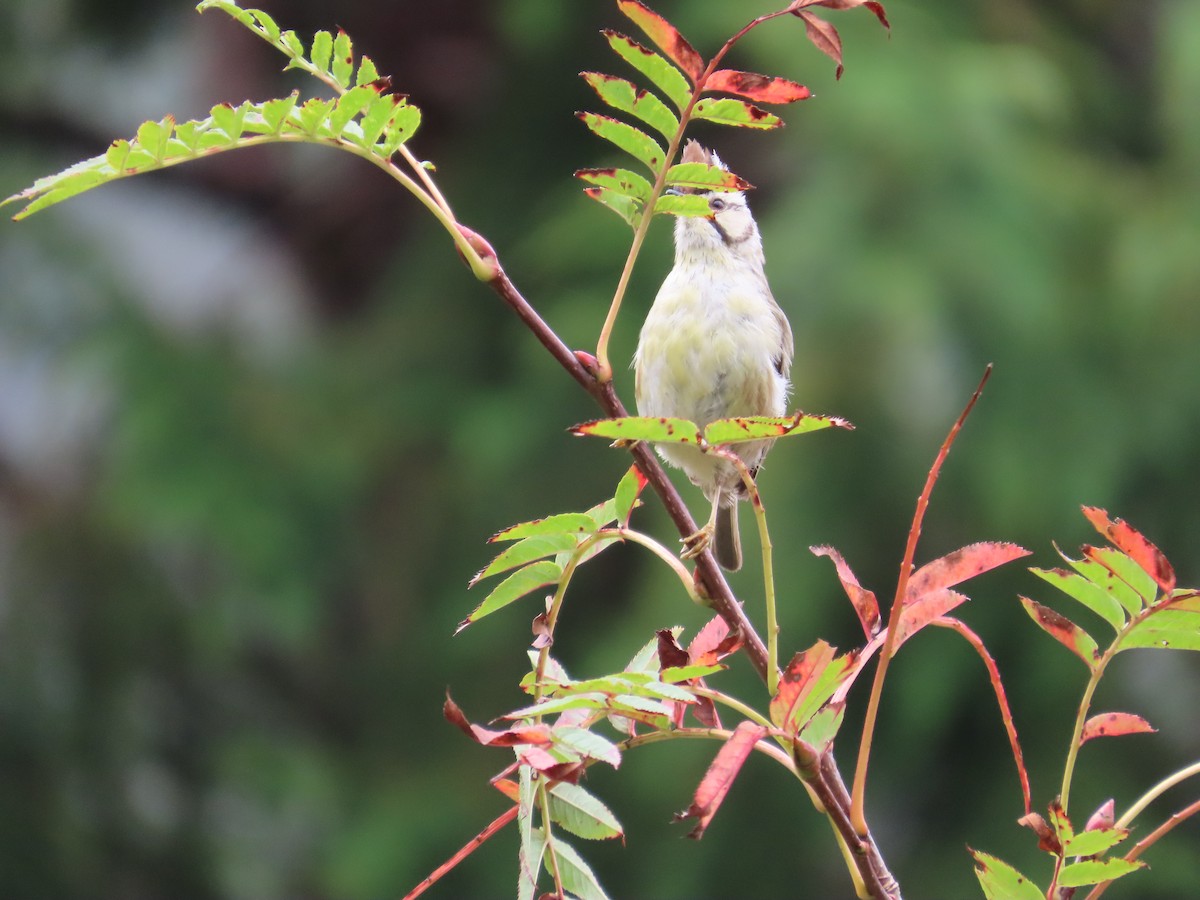 Taiwan Yuhina - ML642155520