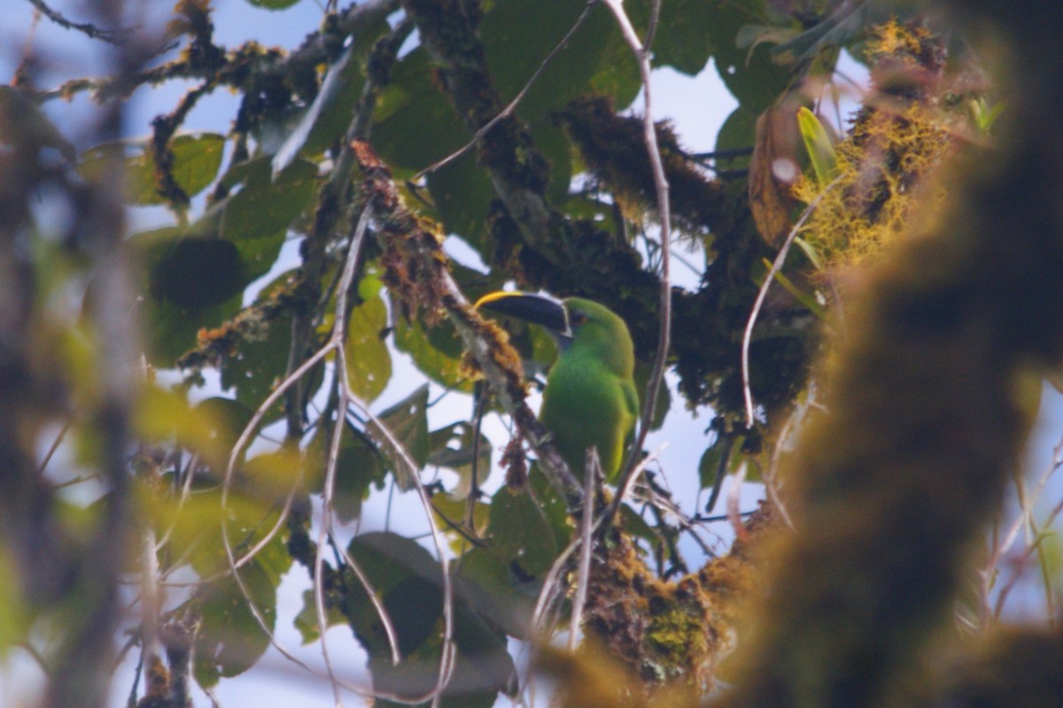 Southern Emerald-Toucanet - ML642155521
