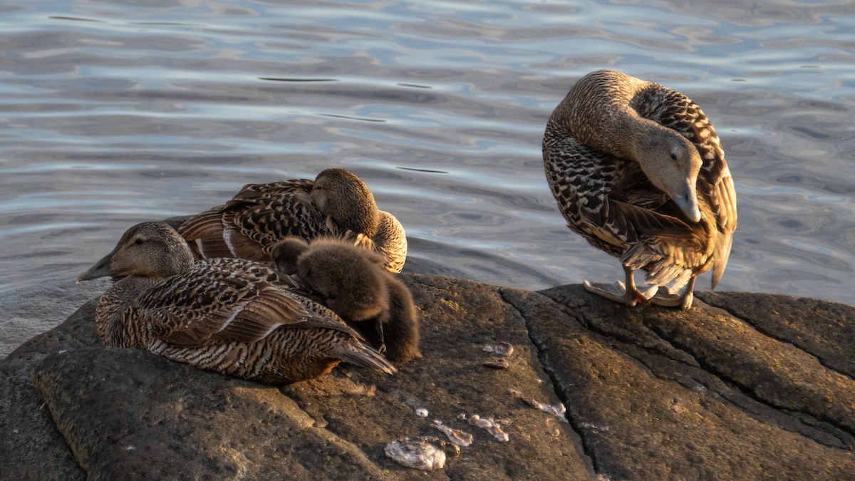 Common Eider - ML642155547