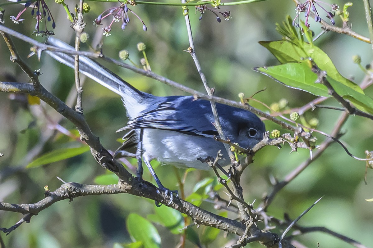 Masked Gnatcatcher - ML642155552