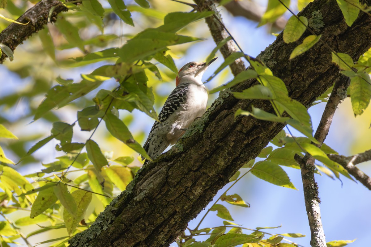 Red-bellied Woodpecker - ML642155563