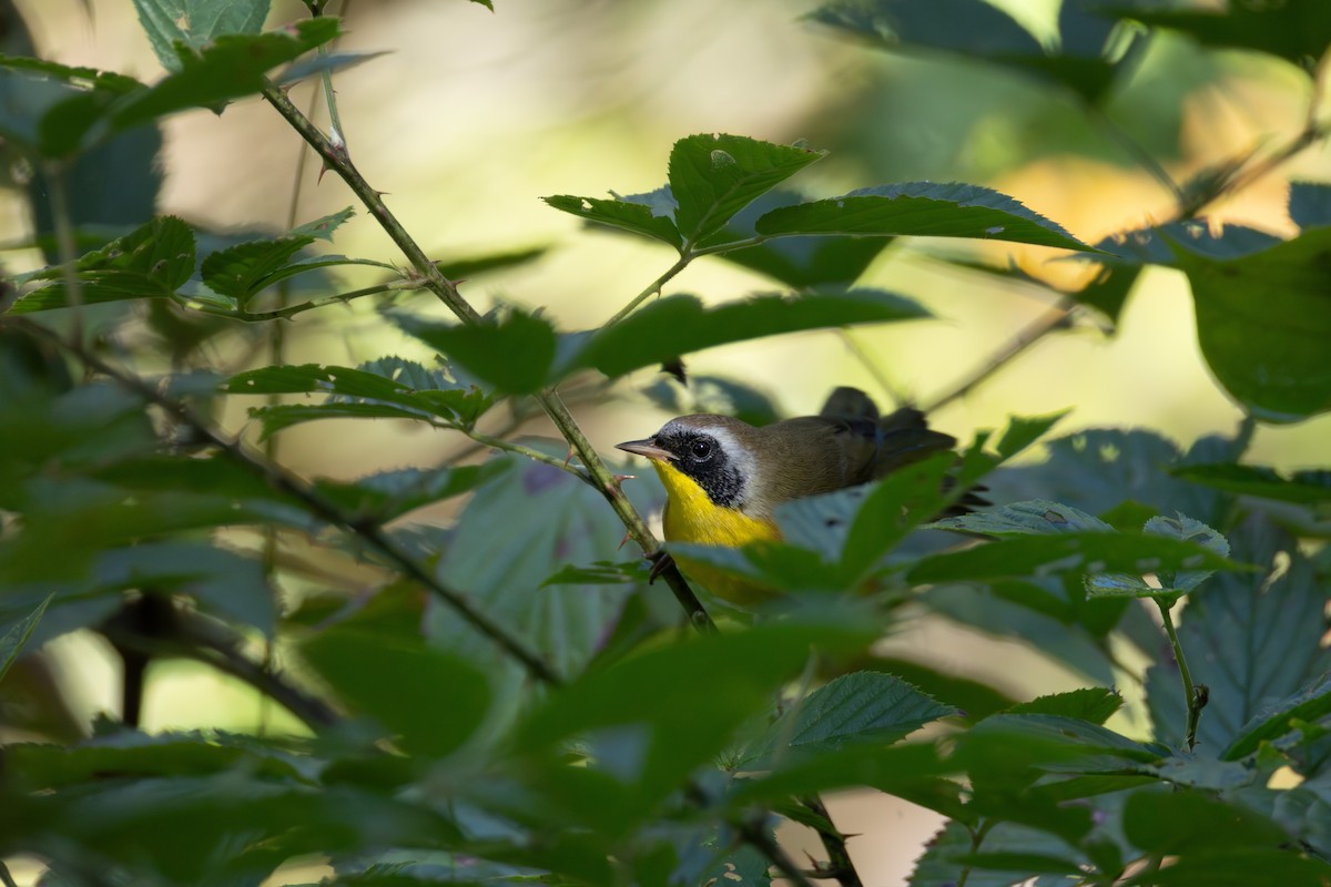 Common Yellowthroat - ML642155579