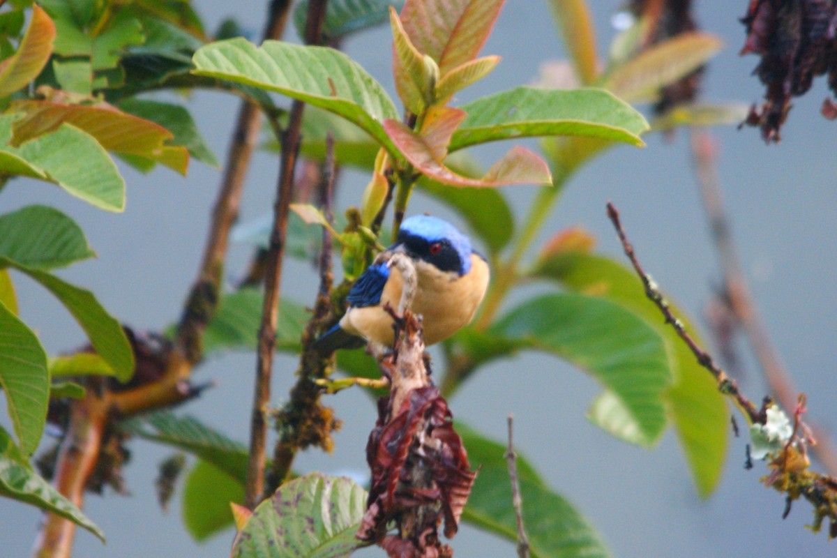 Fawn-breasted Tanager - ML642155613