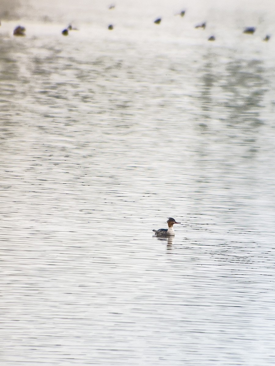 Red-breasted Merganser - ML642155615