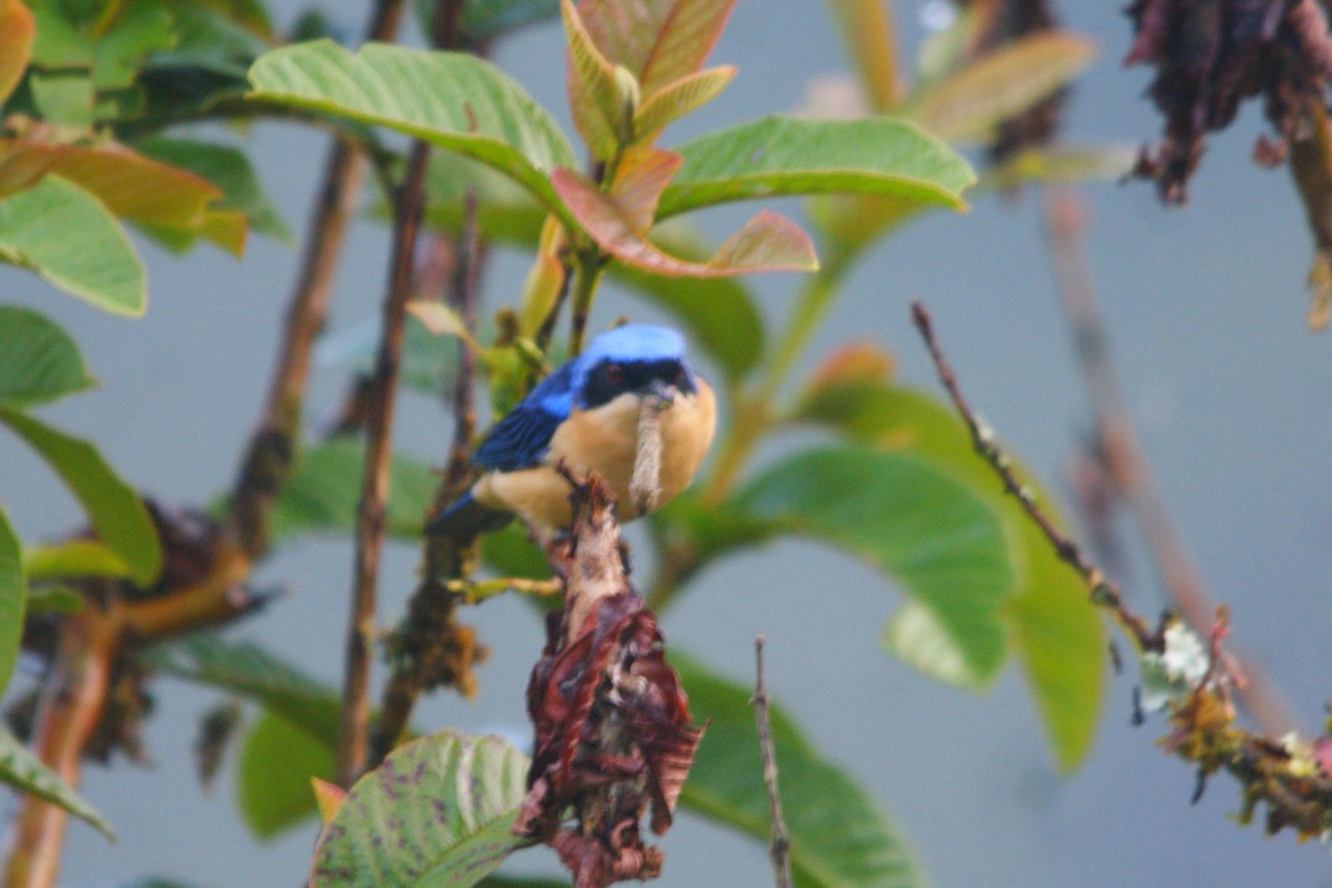 Fawn-breasted Tanager - ML642155618
