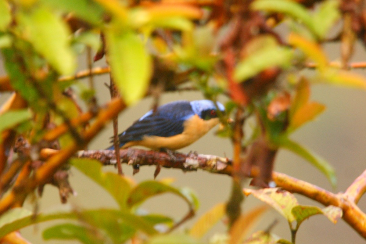 Fawn-breasted Tanager - ML642155624