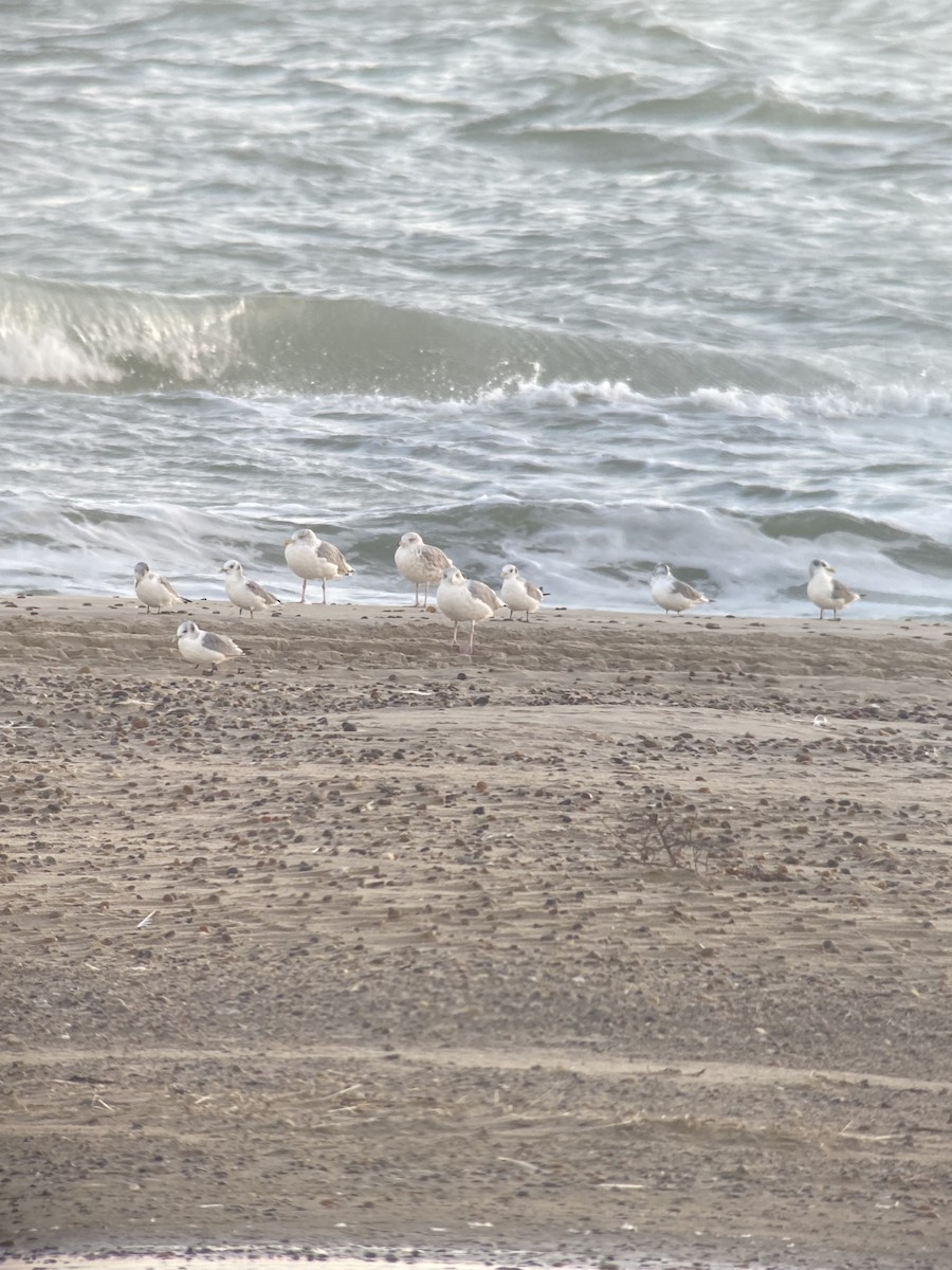 Black-legged Kittiwake (Atlantic) - ML642155627