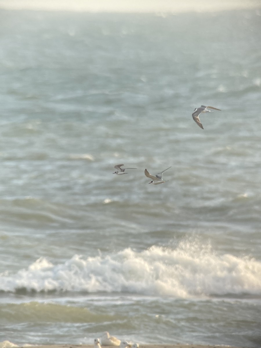 Black Tern (Eurasian) - ML642155636