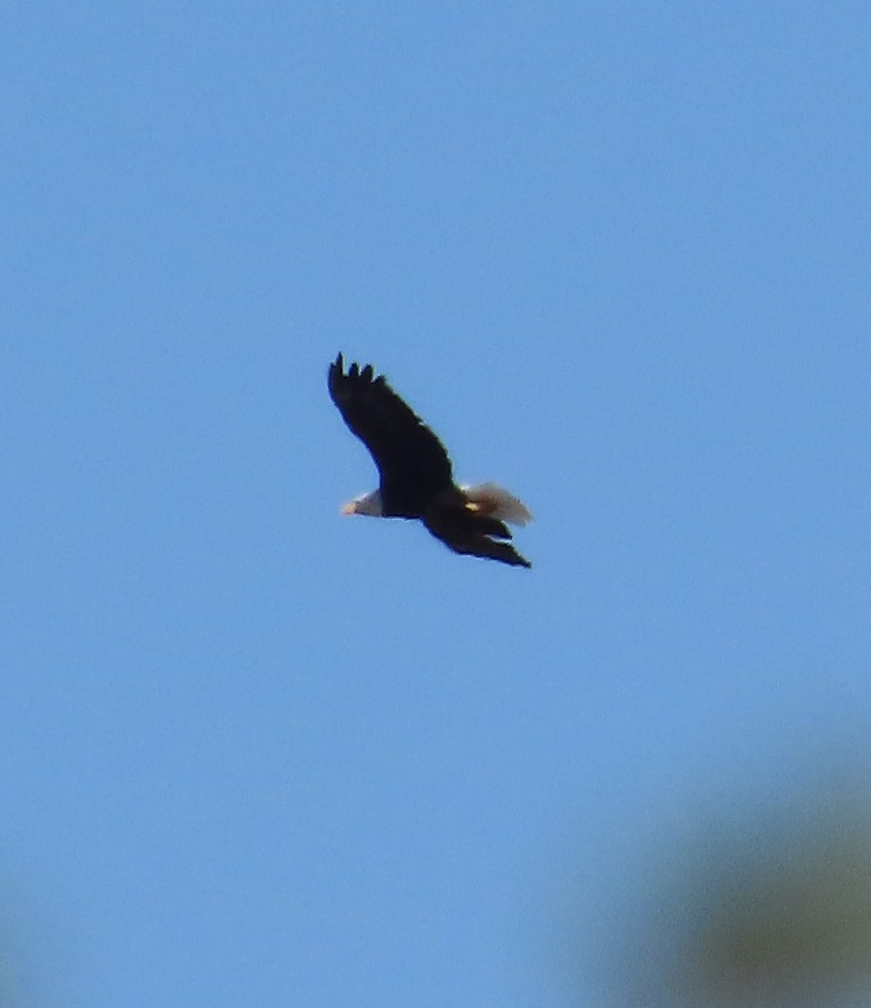 Bald Eagle - ML642155646