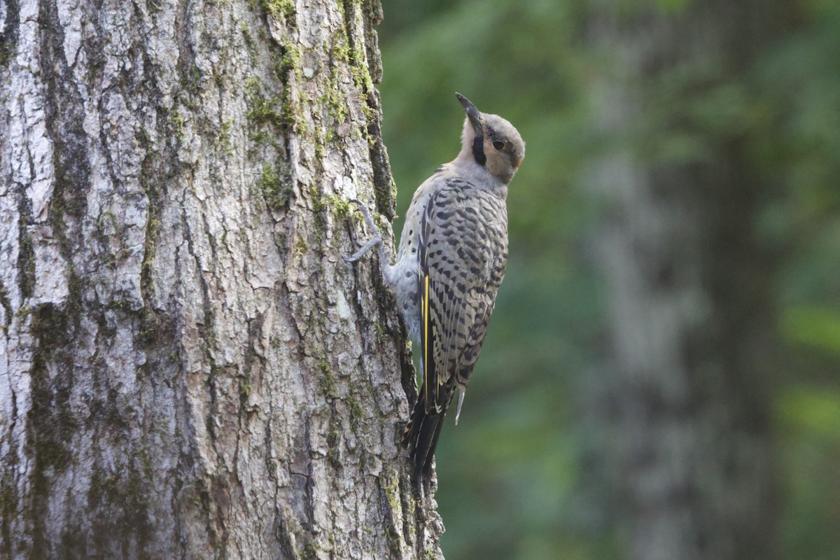 Northern Flicker (Yellow-shafted) - Krista Oswald