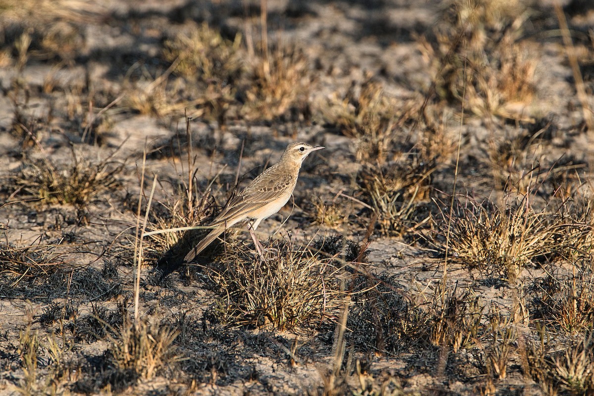 Pipit du Vaal - ML642155673