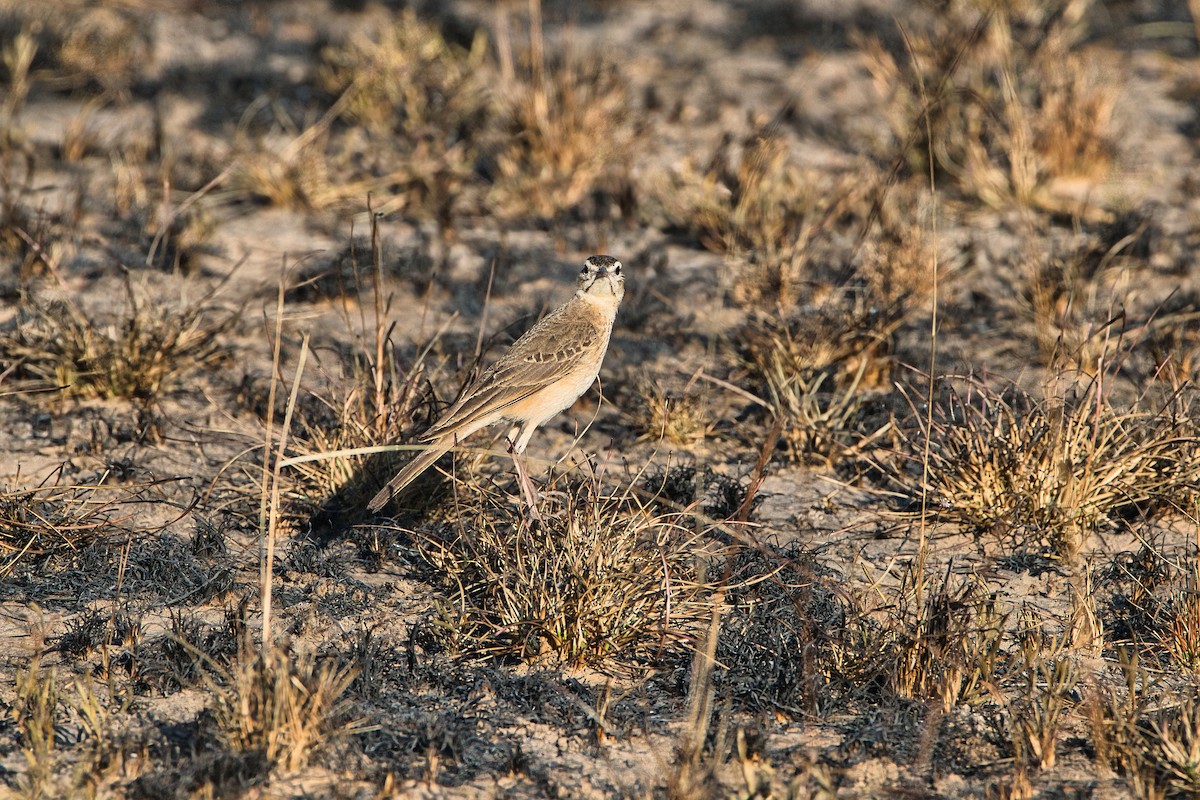 Pipit du Vaal - ML642155681