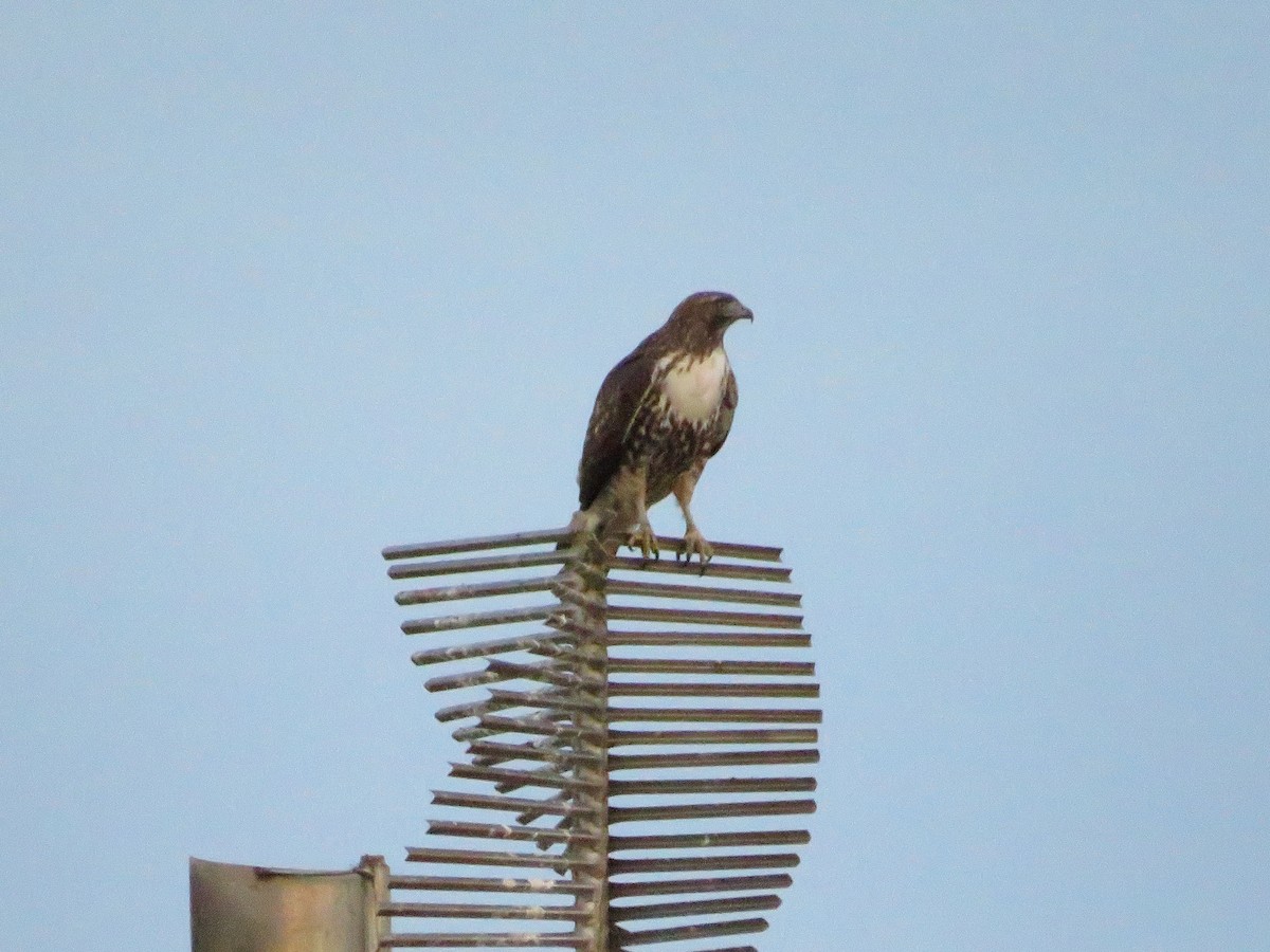 Red-tailed Hawk - ML642155687