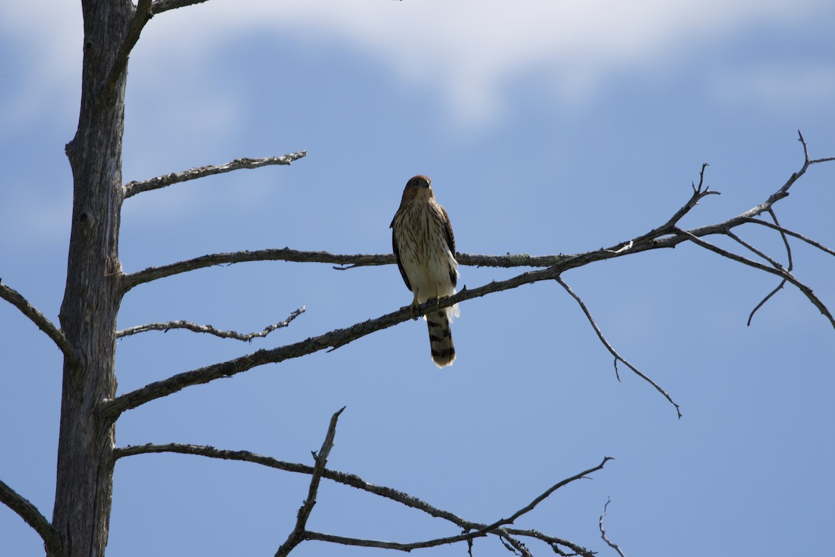 Cooper's Hawk - ML642155689