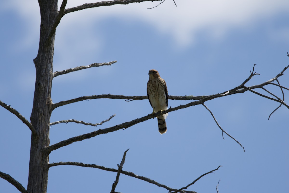 Cooper's Hawk - ML642155690