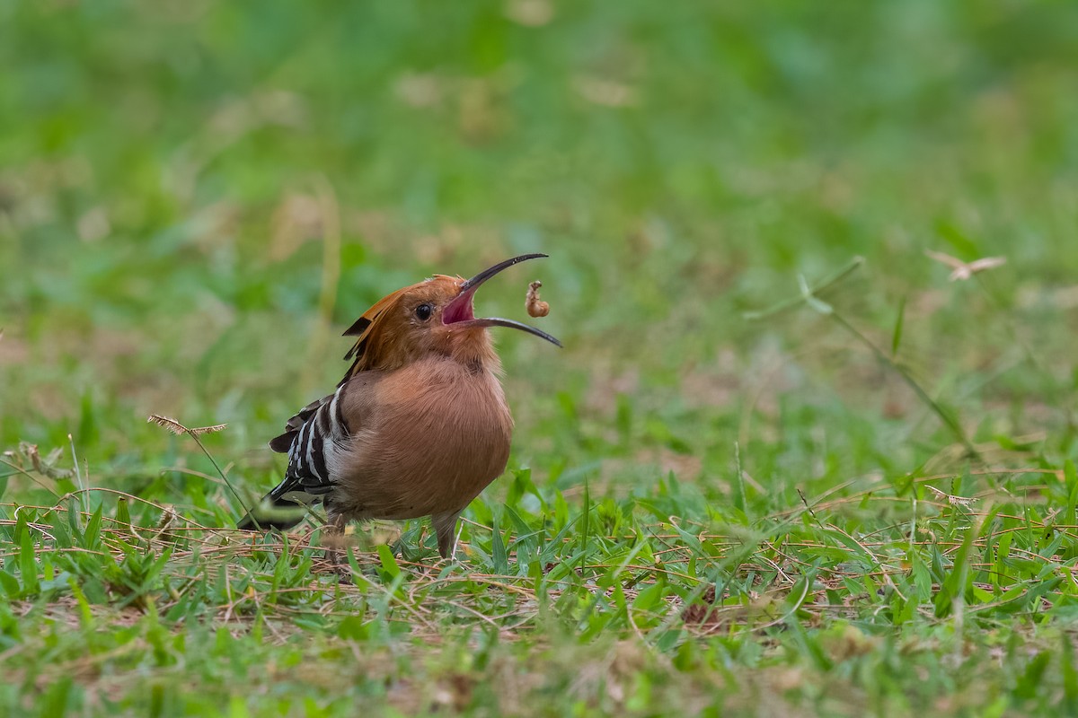 ヤツガシラ - ML642155694