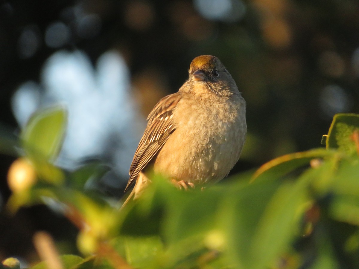 Golden-crowned Sparrow - ML642155764