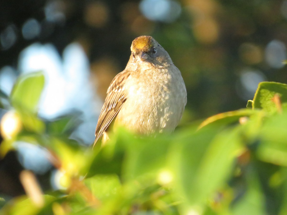 Golden-crowned Sparrow - ML642155766