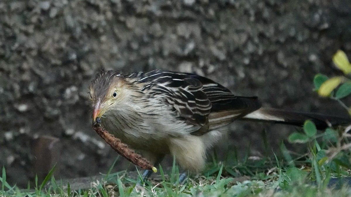 Guira Guguğu - ML642155775