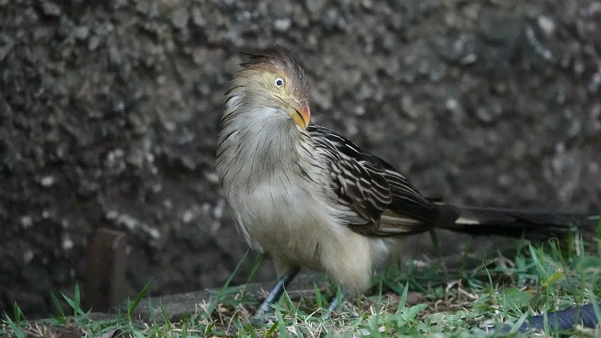 Guira Guguğu - ML642155779