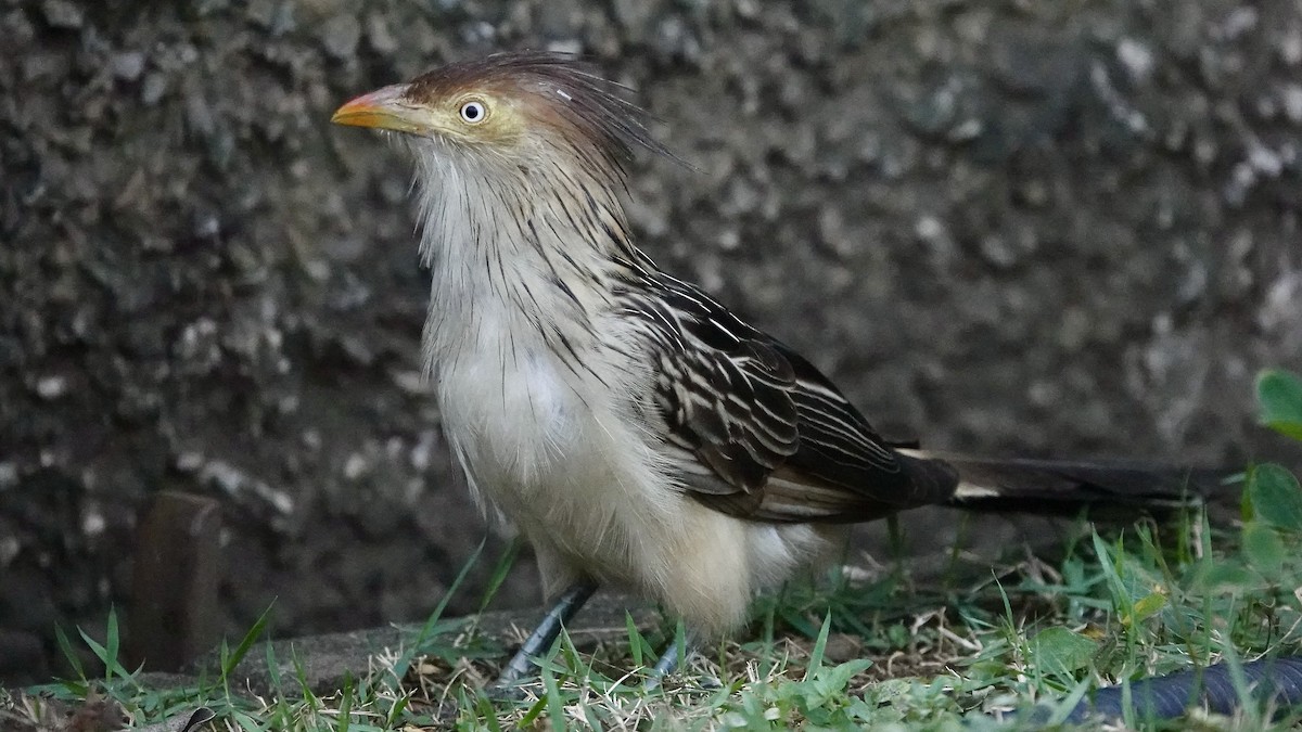 Guira Guguğu - ML642155785