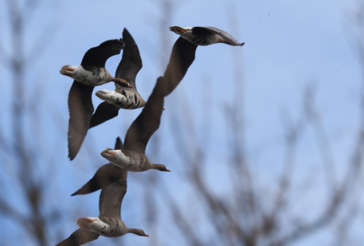 Greater White-fronted Goose - ML642155802
