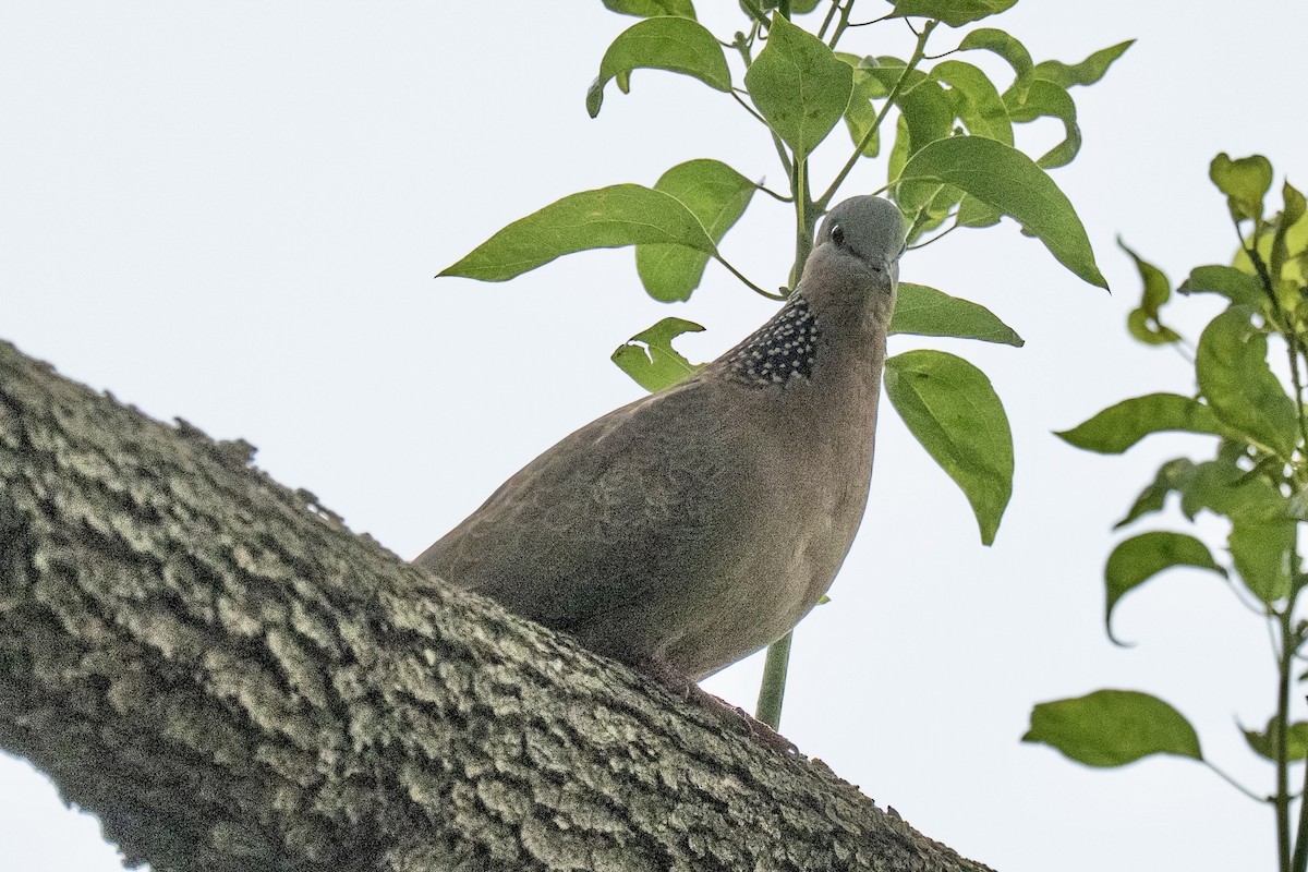 Spotted Dove - ML642155810