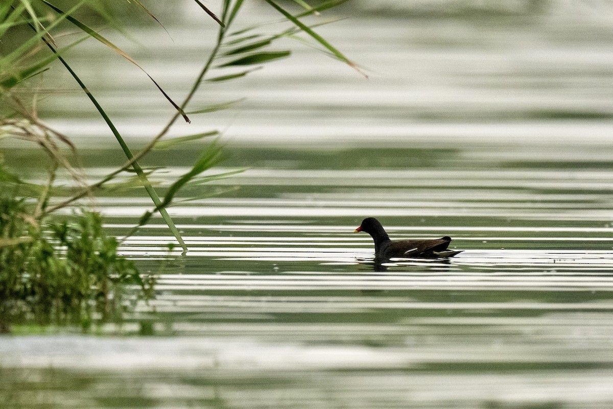 Eurasian Moorhen - ML642155830