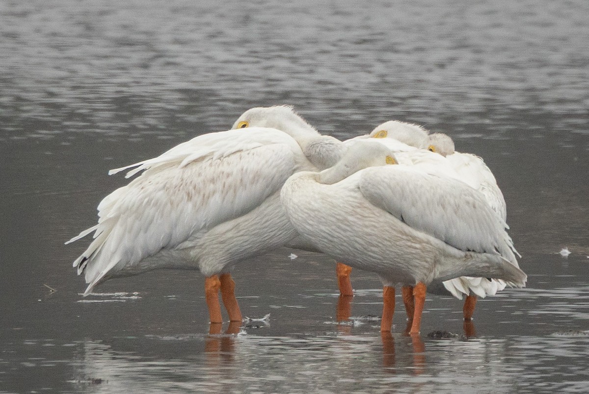 American White Pelican - ML642155834