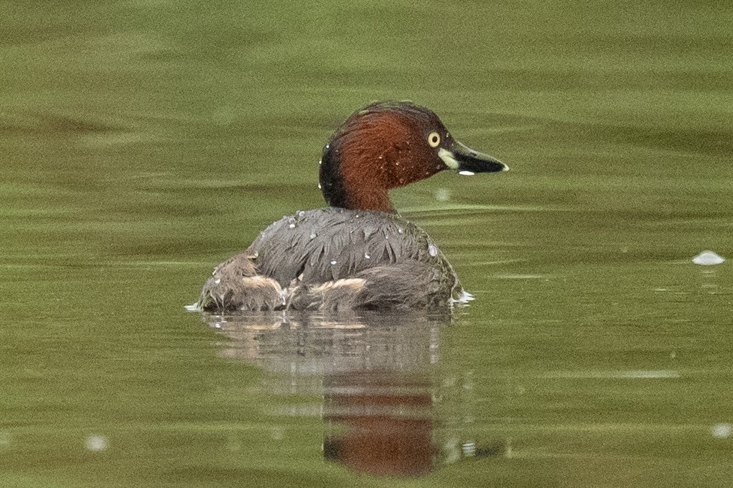 Little Grebe - ML642155843
