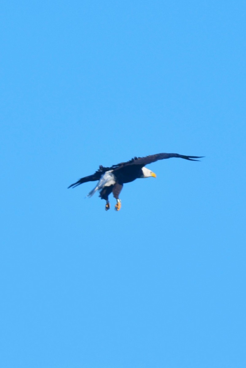Bald Eagle - ML642155848