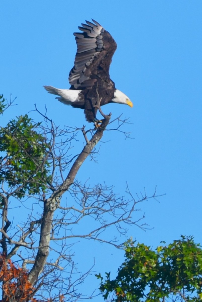 Bald Eagle - ML642155849