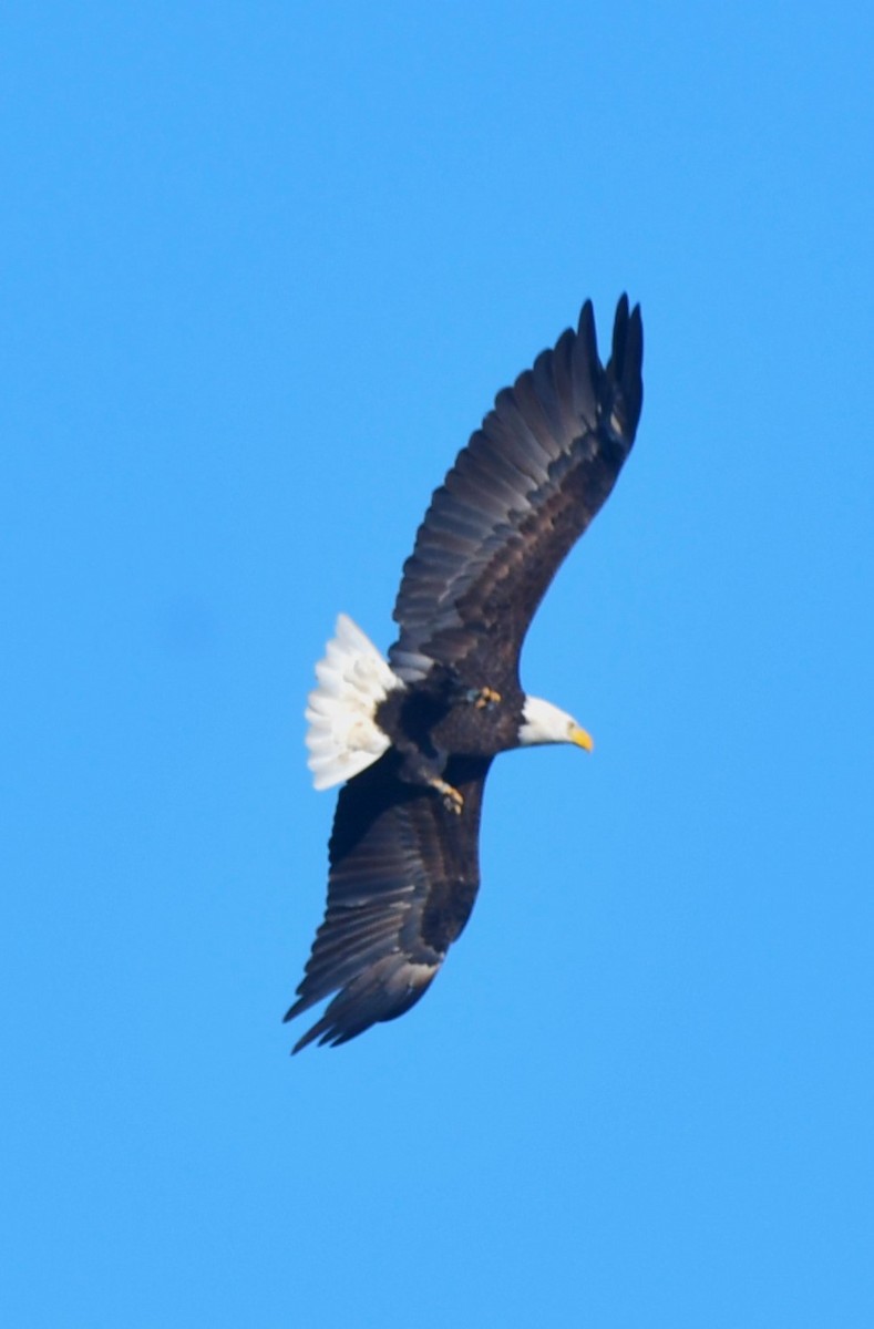 Bald Eagle - ML642155850