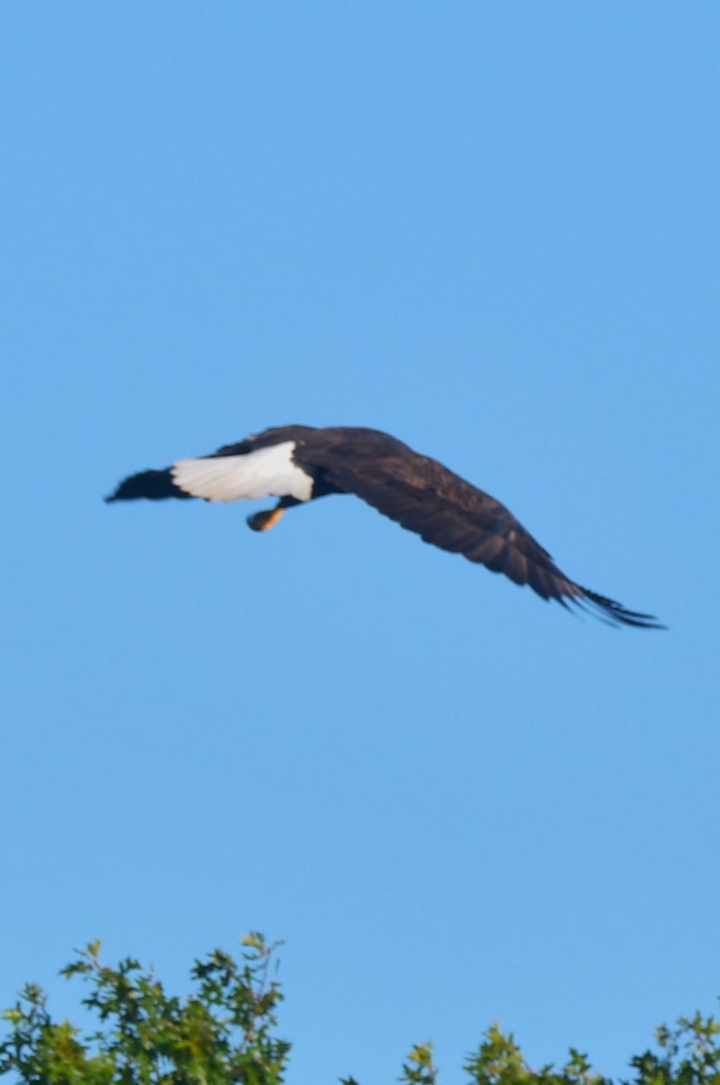 Bald Eagle - ML642155851