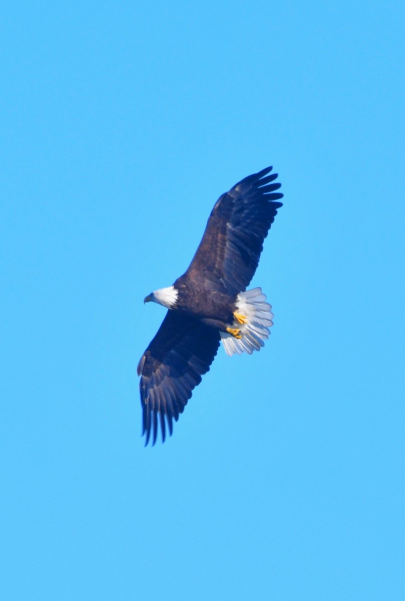 Bald Eagle - ML642155852