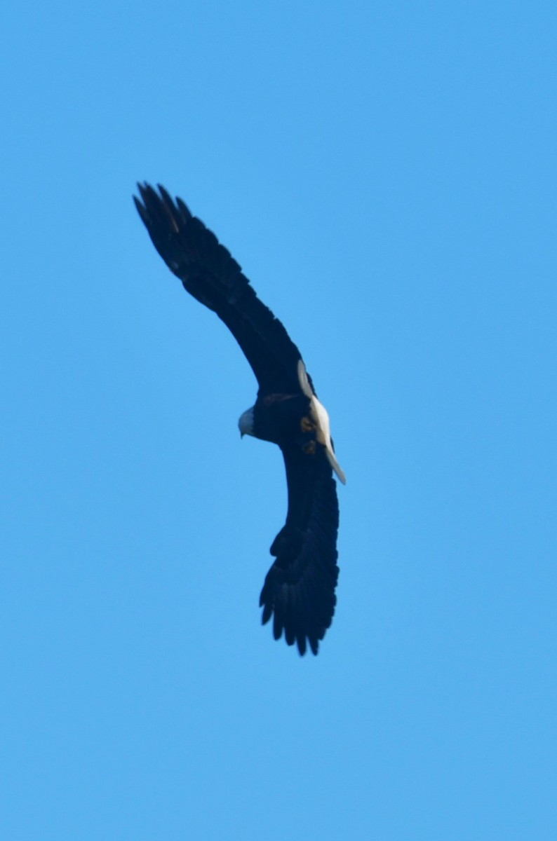 Bald Eagle - ML642155853