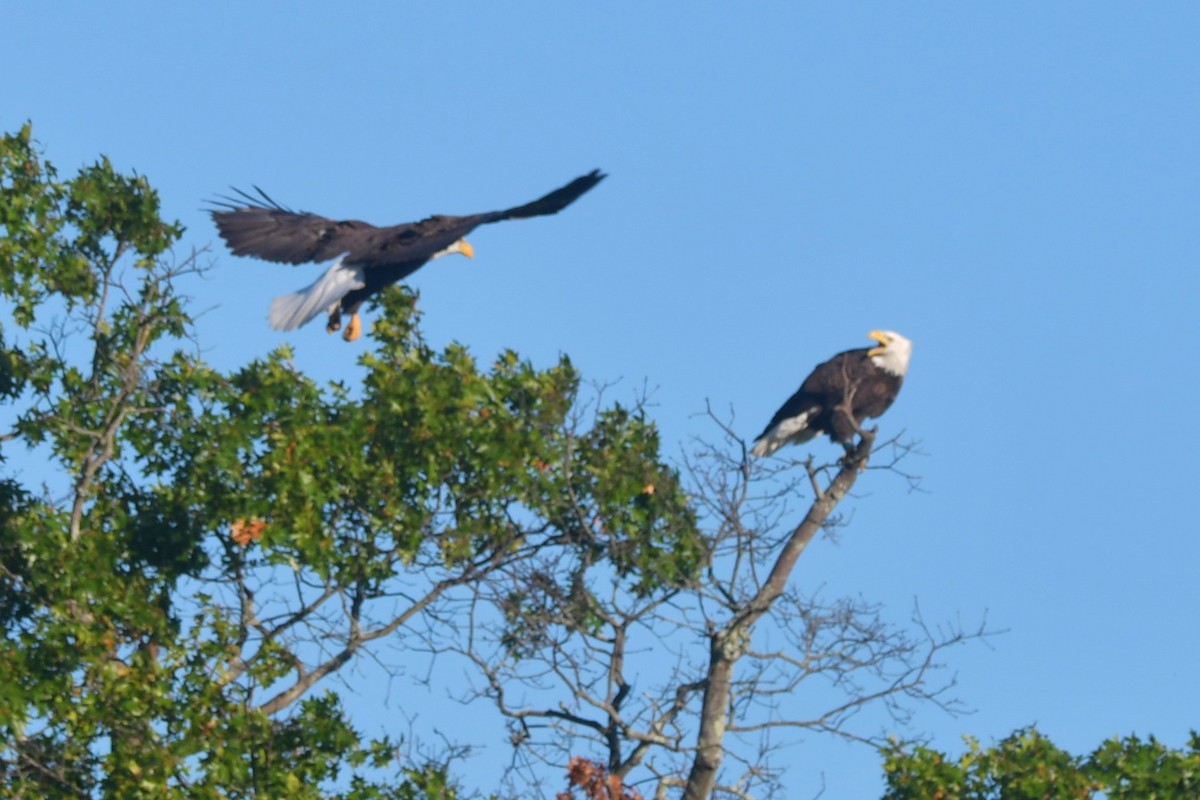 Bald Eagle - ML642155854