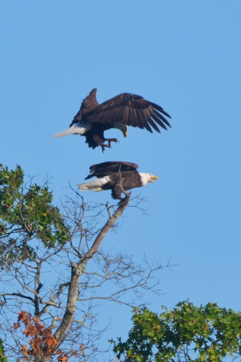 Bald Eagle - ML642155855