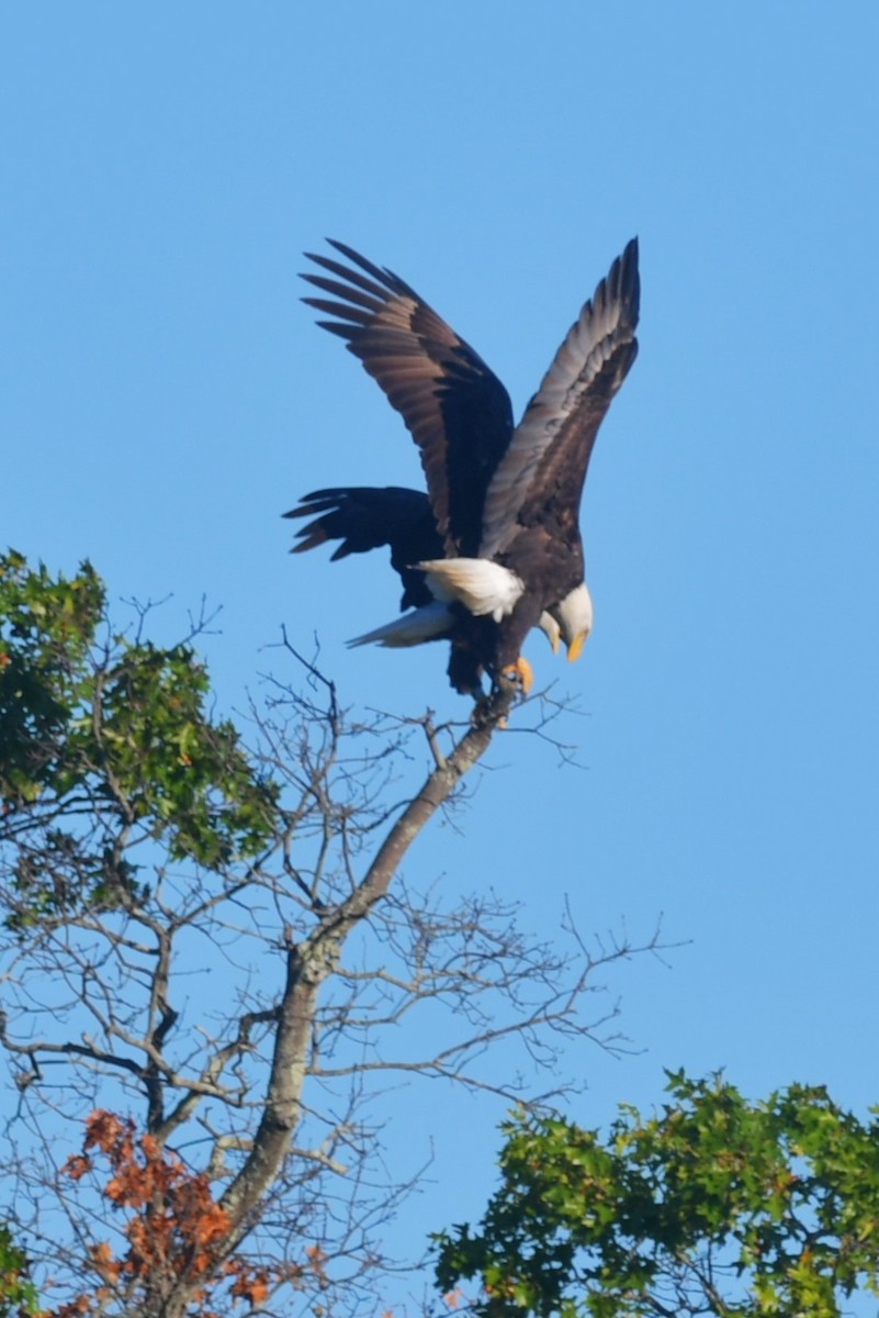 Bald Eagle - ML642155856