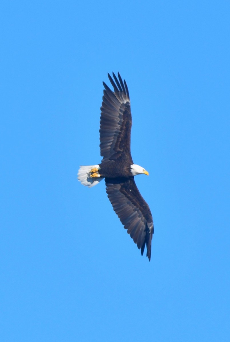 Bald Eagle - ML642155857