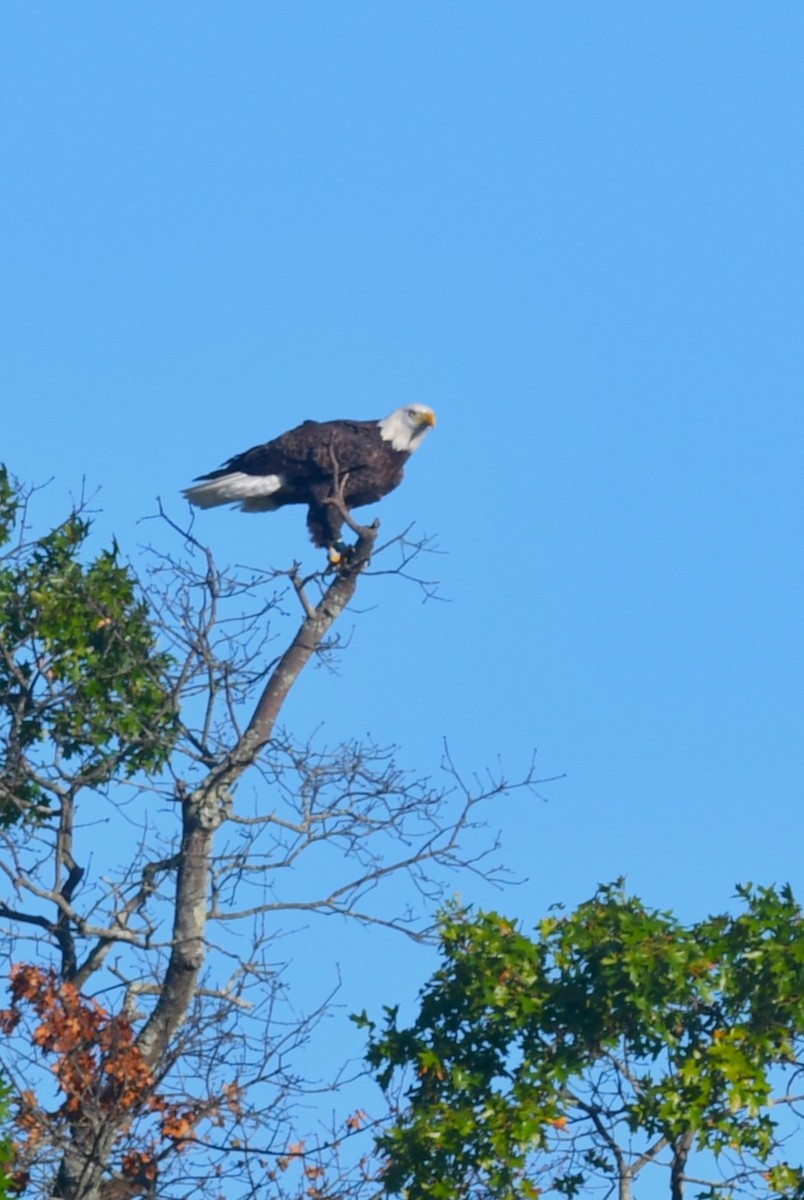 Bald Eagle - ML642155858