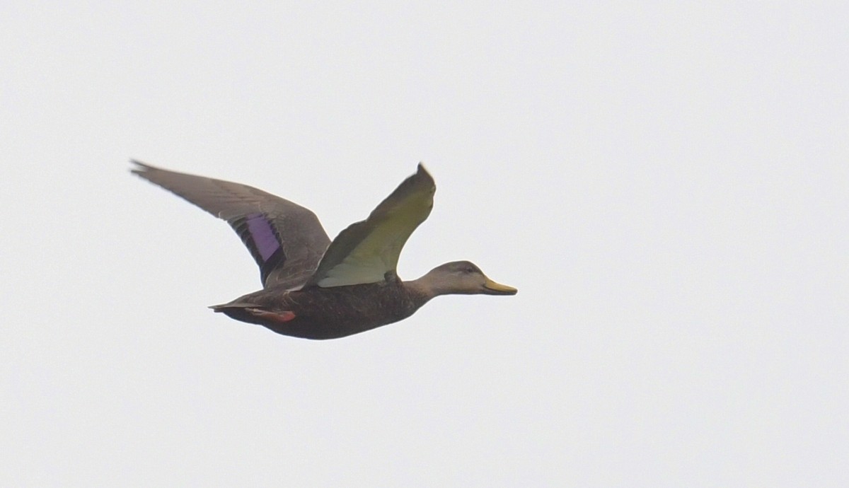 American Black Duck - ML642155859