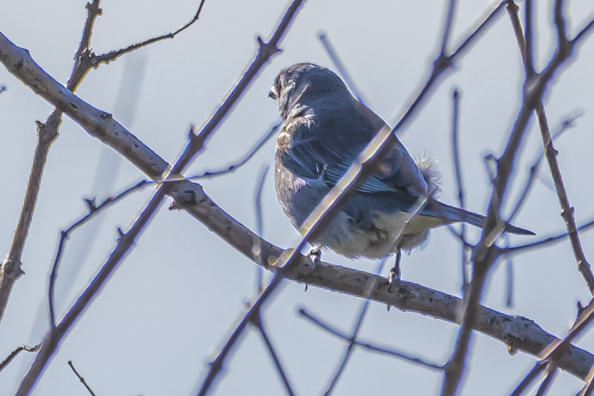 Sayaca Tanager - ML642155864