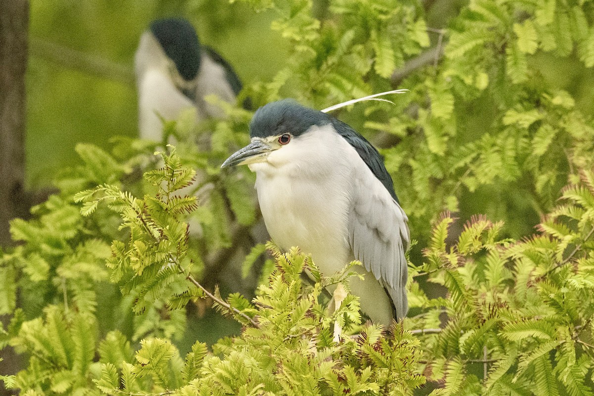 Black-crowned Night Heron - ML642155865
