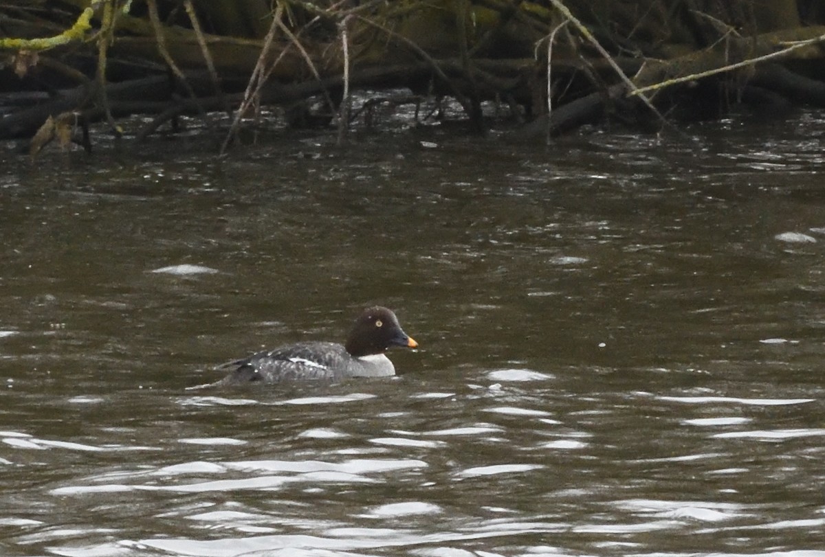 Common Goldeneye - ML642155872